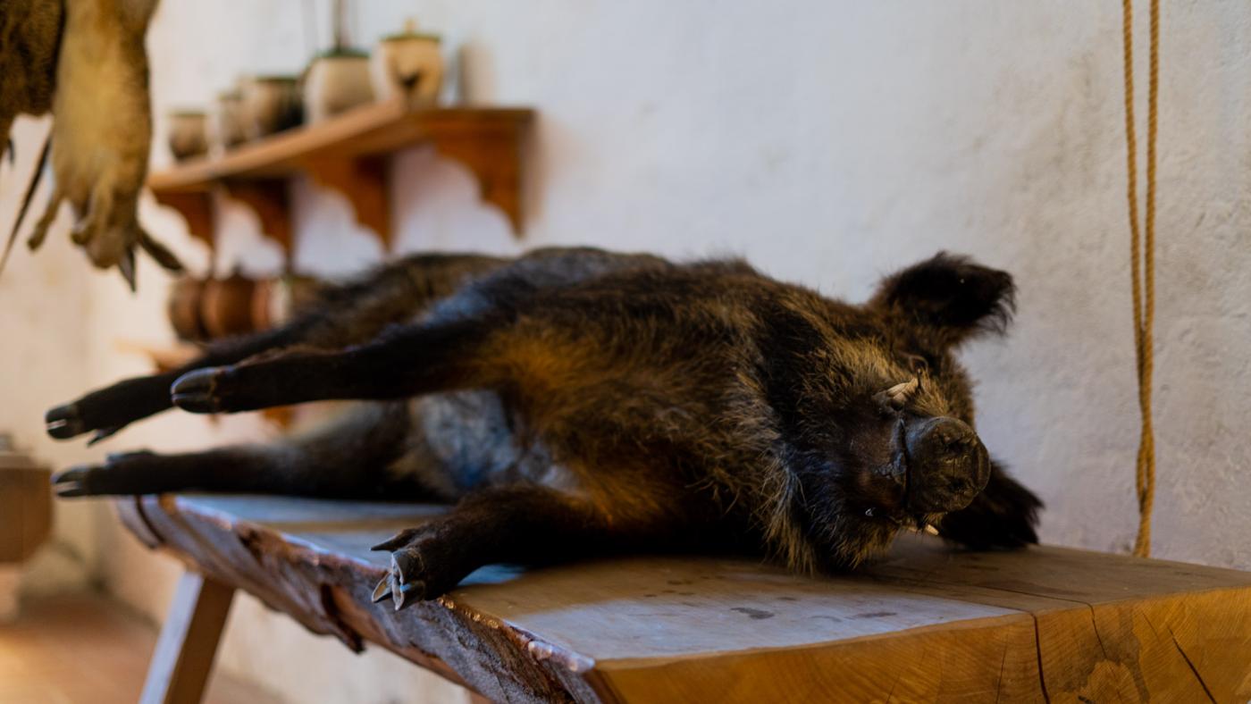 Visegrádi Királyi Palolota